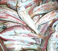 pesci al mercato di pesce a chioggia
