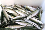 Pescaturismo a Chioggia e Sottomarina